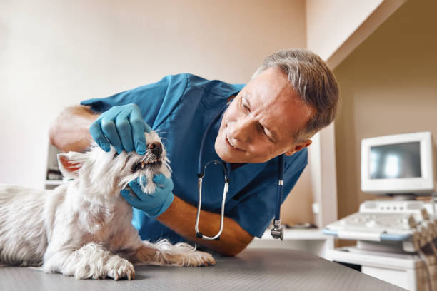 Best Emergency Denture Repair in Interlaken, CA